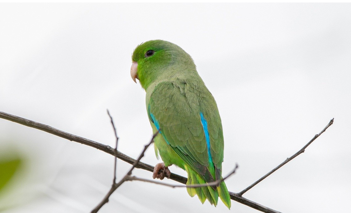 image Turquoise-winged Parrotlet